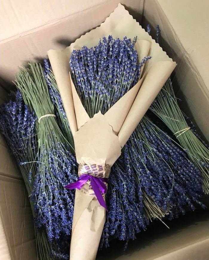 Ý nghĩa hoa oải hương (Lavender) trong tình yêu