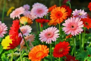 ý nghĩa hoa đồng tiền