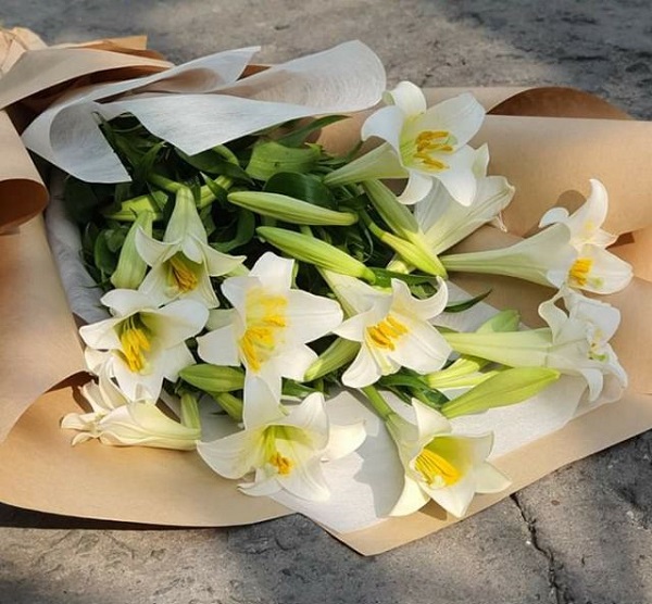 ý nghĩa hoa bách hợp