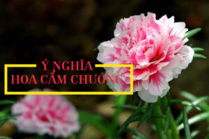 ý nghĩa hoa cẩm chướng