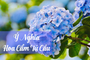 Ý nghĩa hoa cẩm tú cầu