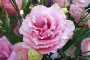 ý nghĩa hoa cát tường