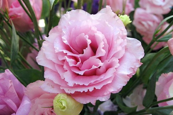 ý nghĩa hoa cát tường