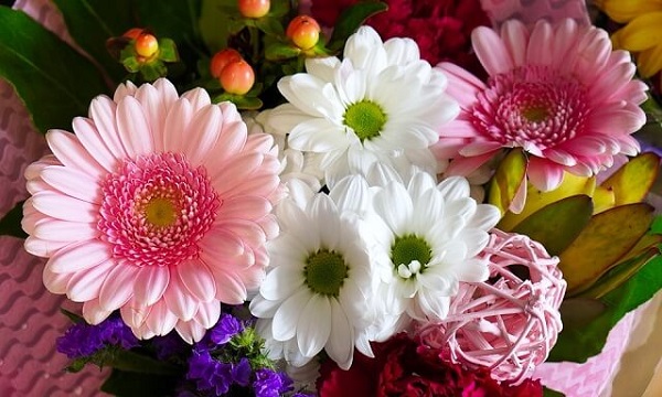 ý nghĩa hoa đồng tiền