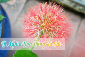 Ý nghĩa Hoa Hồng Tú Cầu