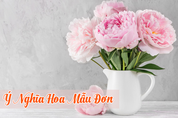 Ý nghĩa hoa mẫu đơn