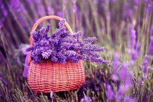 Ý nghĩa của hoa oải hương