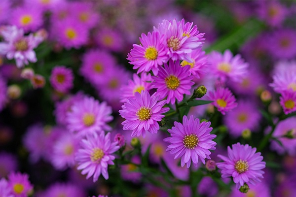 ý nghĩa hoa thạch thảo