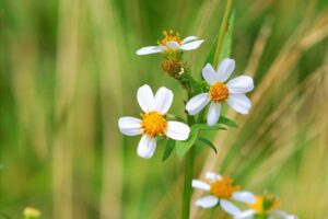 Ý nghĩa hoa xuyến chi