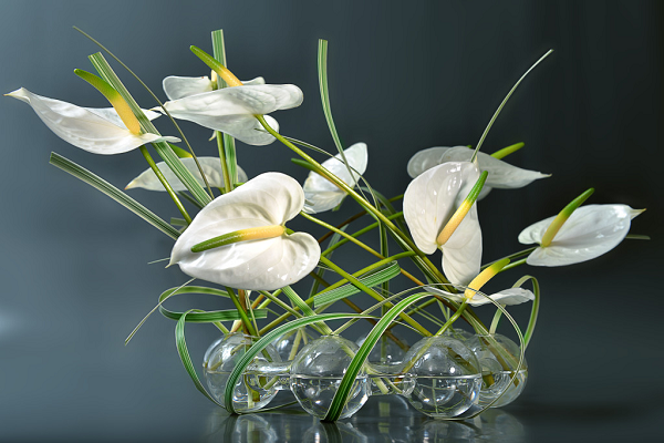 hoa hồng môn trắng