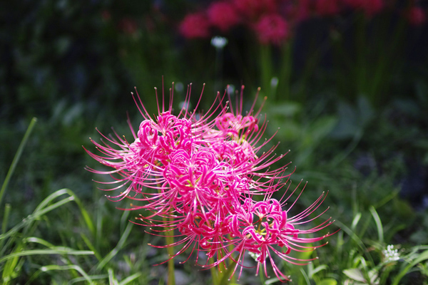 ý nghĩa hoa bỉ ngạn