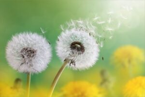 ý nghĩa hoa bồ công anh