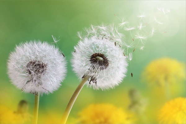 ý nghĩa hoa bồ công anh