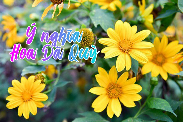 Ý nghĩa hoa Dã Quỳ