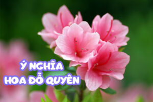 ý nghĩa hoa đỗ quyên