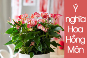 ý nghĩa hoa hồng môn