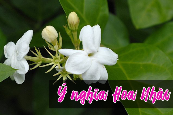 ý nghĩa hoa nhài