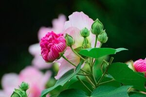 ý nghĩa hoa phù dung