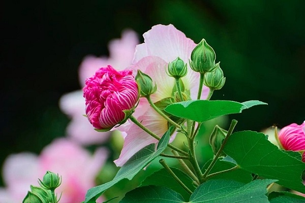 ý nghĩa hoa phù dung