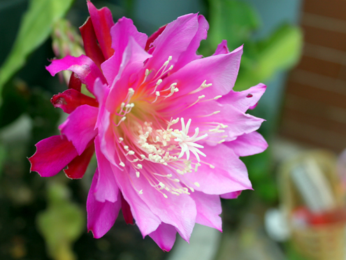 ý nghĩa hoa quỳnh