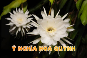ý nghĩa hoa quỳnh