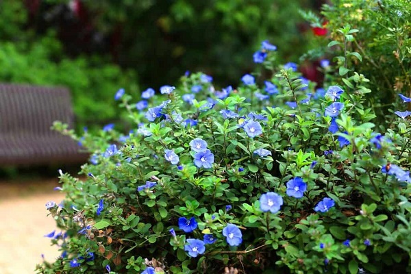 Ý nghĩa Hoa Thanh Tú