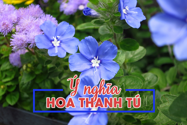 ý nghĩa hoa thanh tú