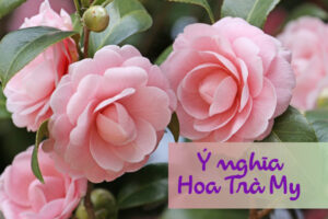 ý nghĩa hoa trà my