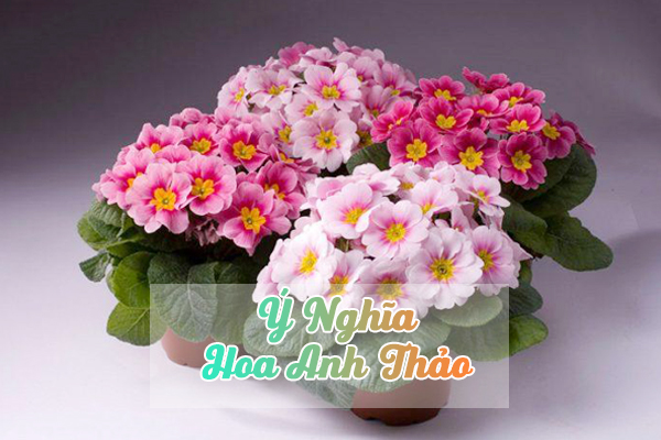 ý nghĩa hoa anh thảo