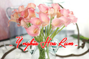 ý nghĩa hoa rum