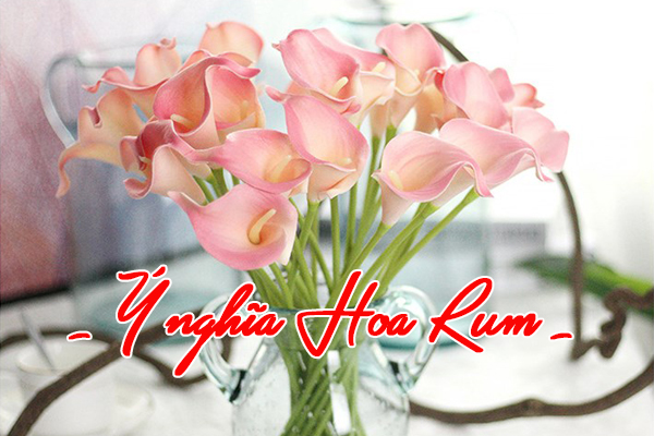 ý nghĩa hoa rum