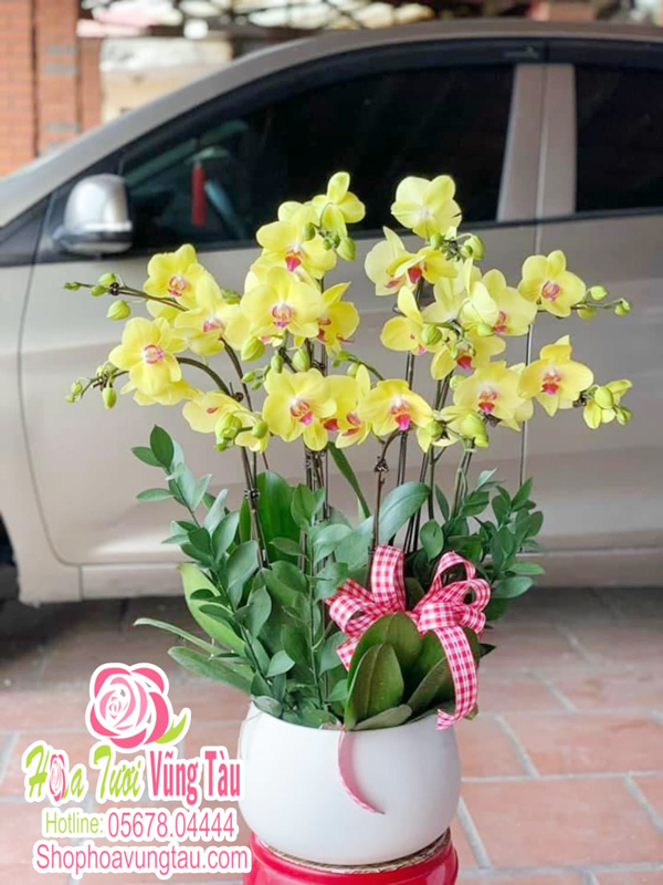 Hoa lan Vàng - phù hợp phòng khách nhỏ