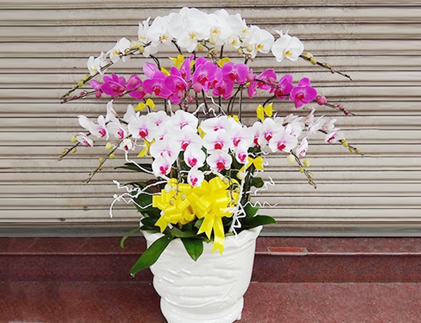 Chậu lan 3 tầng đẳng cấp