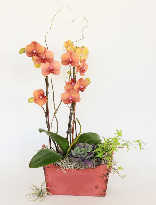 Hoa lan cam- hợp với người mệnh Hỏa