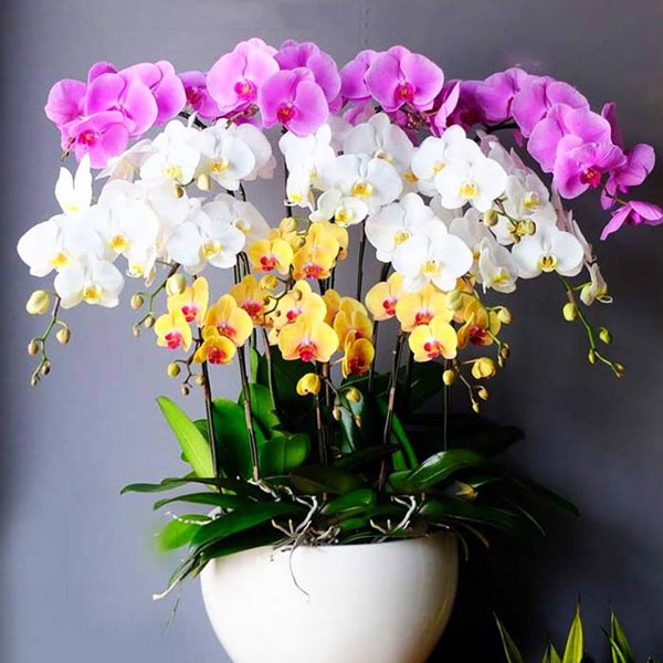 Hoa lan nhiều màu sắc, hợp phong thủy nhiều bản mệnh