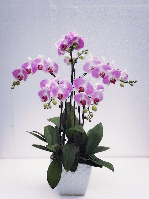 Hoa lan hồng - hợp với người mệnh Hỏa