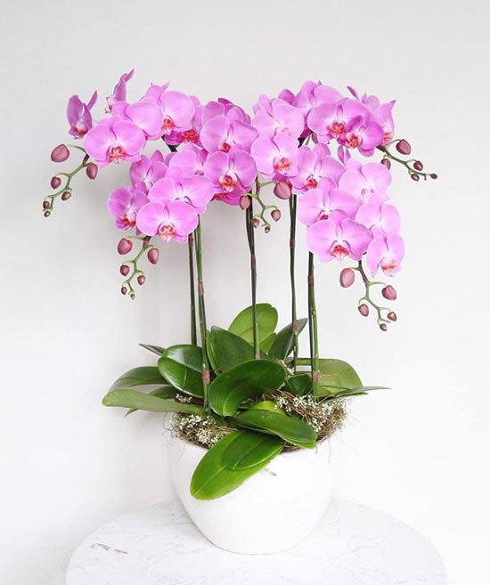 Hoa lan tím- hợp với người mệnh Thổ