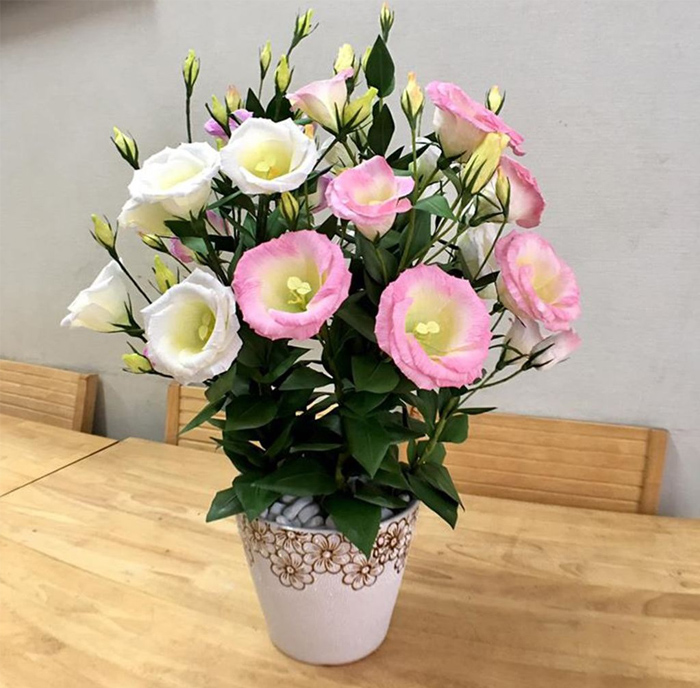 hoa trang trí phòng khách hoa cát tường