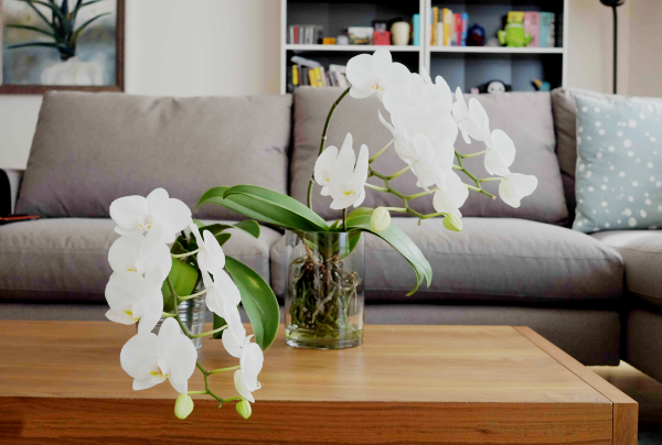 hoa trang trí phòng khách hoa lan hồ điệp
