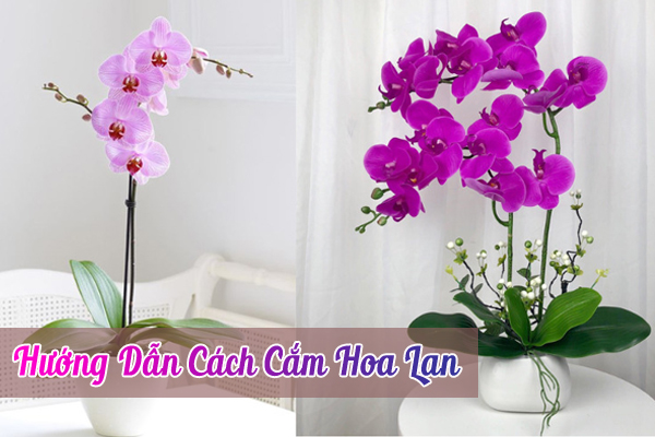 cách cắm hoa lan