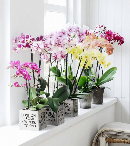 chọn màu sắc hoa lan