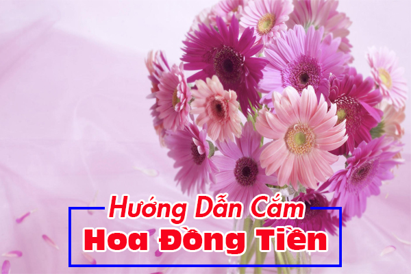 cách cắm hoa đồng tiền