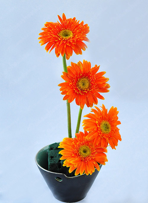 Cách cắm Hoa Đồng Tiền đơn giản với mút xốp