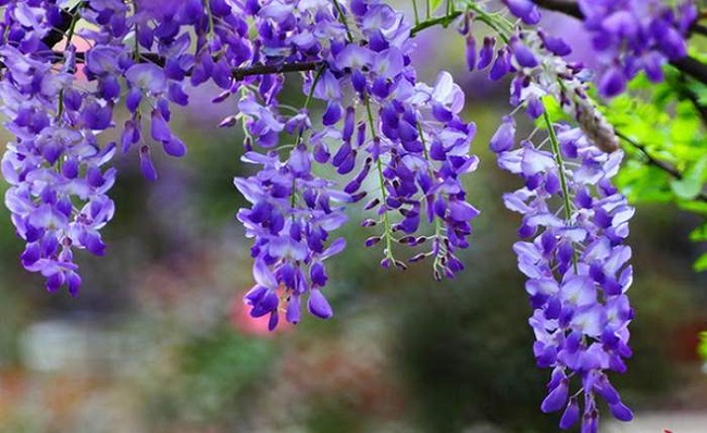 Ý nghĩa của hoa tử đằng