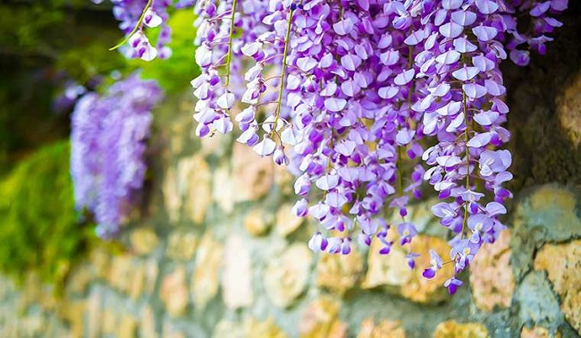 Ý nghĩa của hoa tử đằng