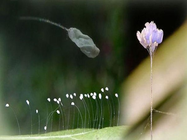 ý nghĩa hoa ưu đàm