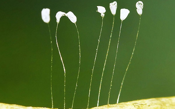 ý nghĩa hoa ưu đàm