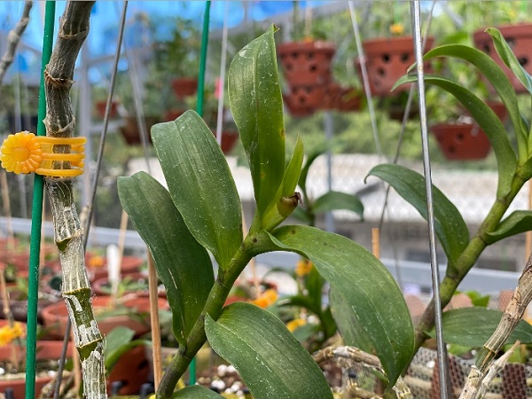 chăm sóc lan tại nhà