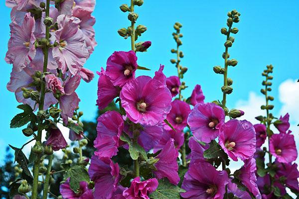 ý nghĩa hoa cẩm quỳ