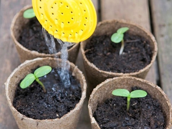 hướng dẫn trồng hoa hướng dương